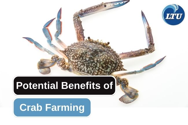 Learn the Opportunities of Crab Farming Business